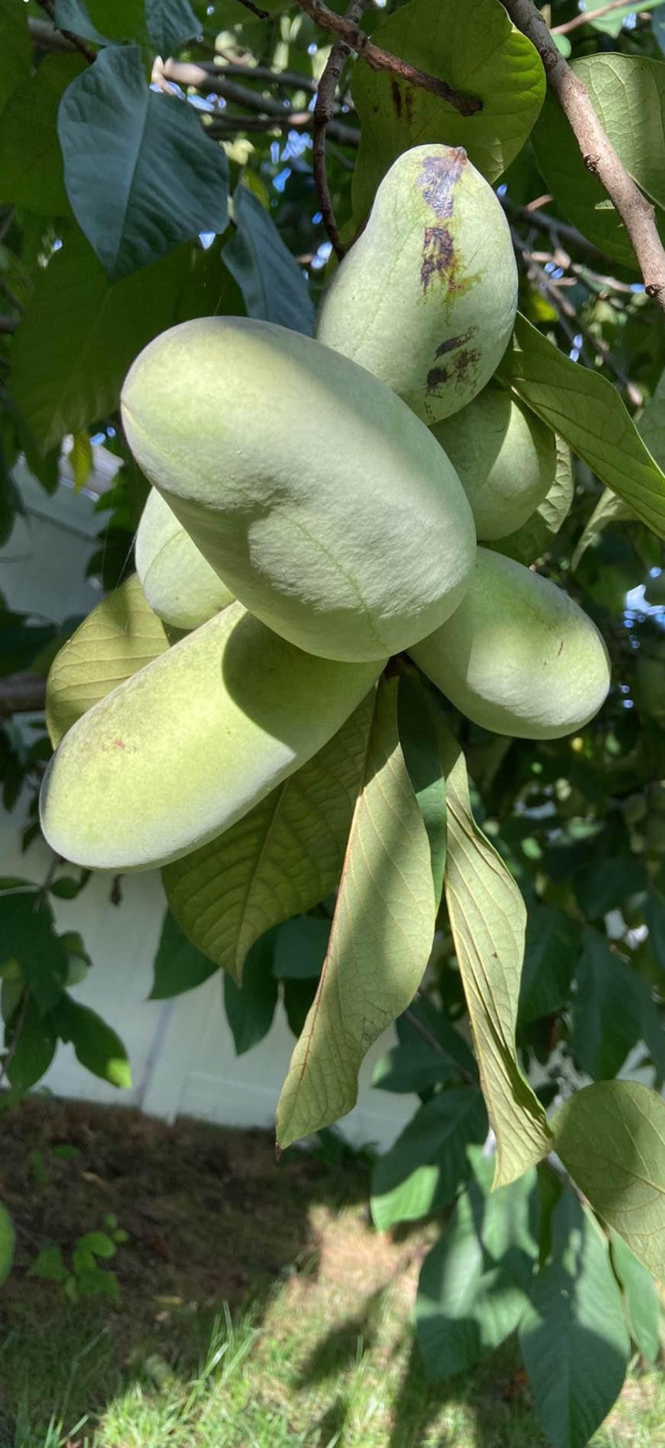 Pawpaw - 1yr Seedling