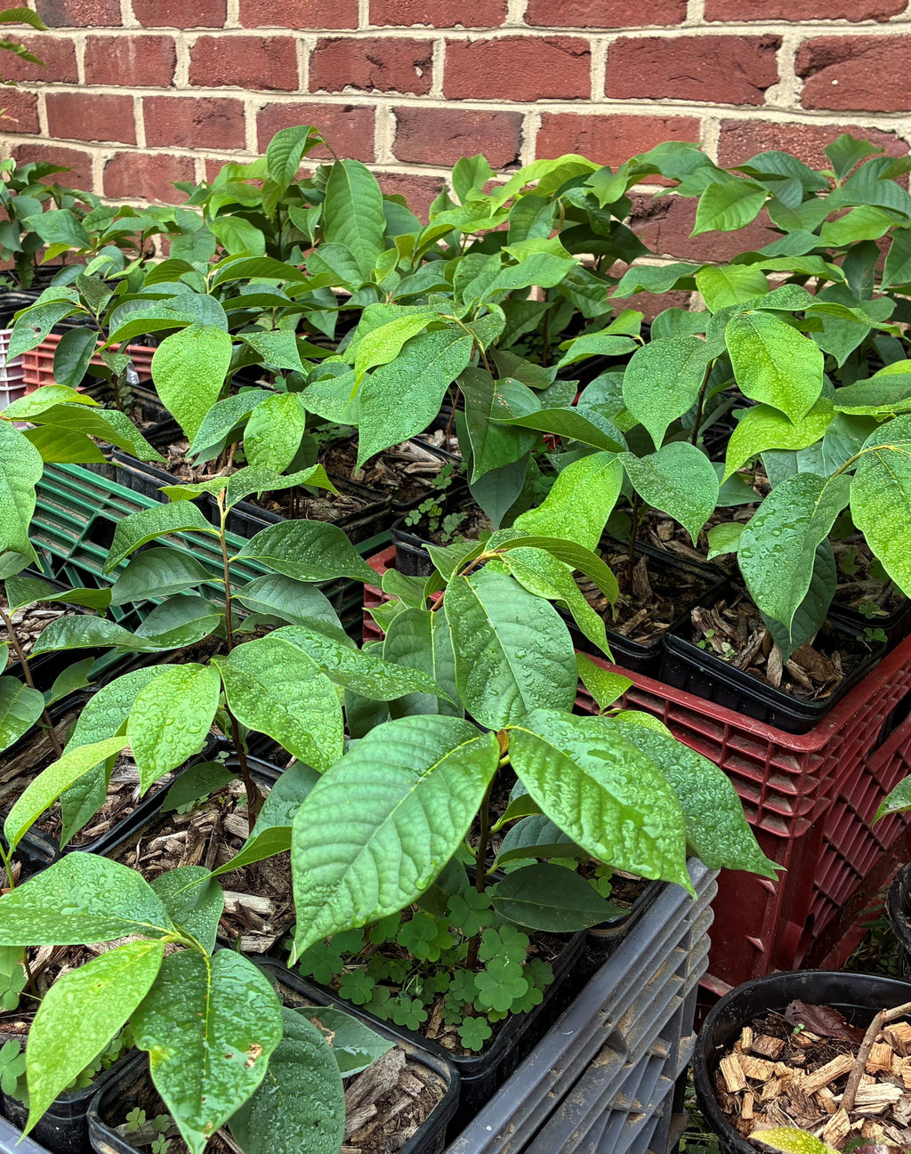 Pawpaw - 1yr Seedling