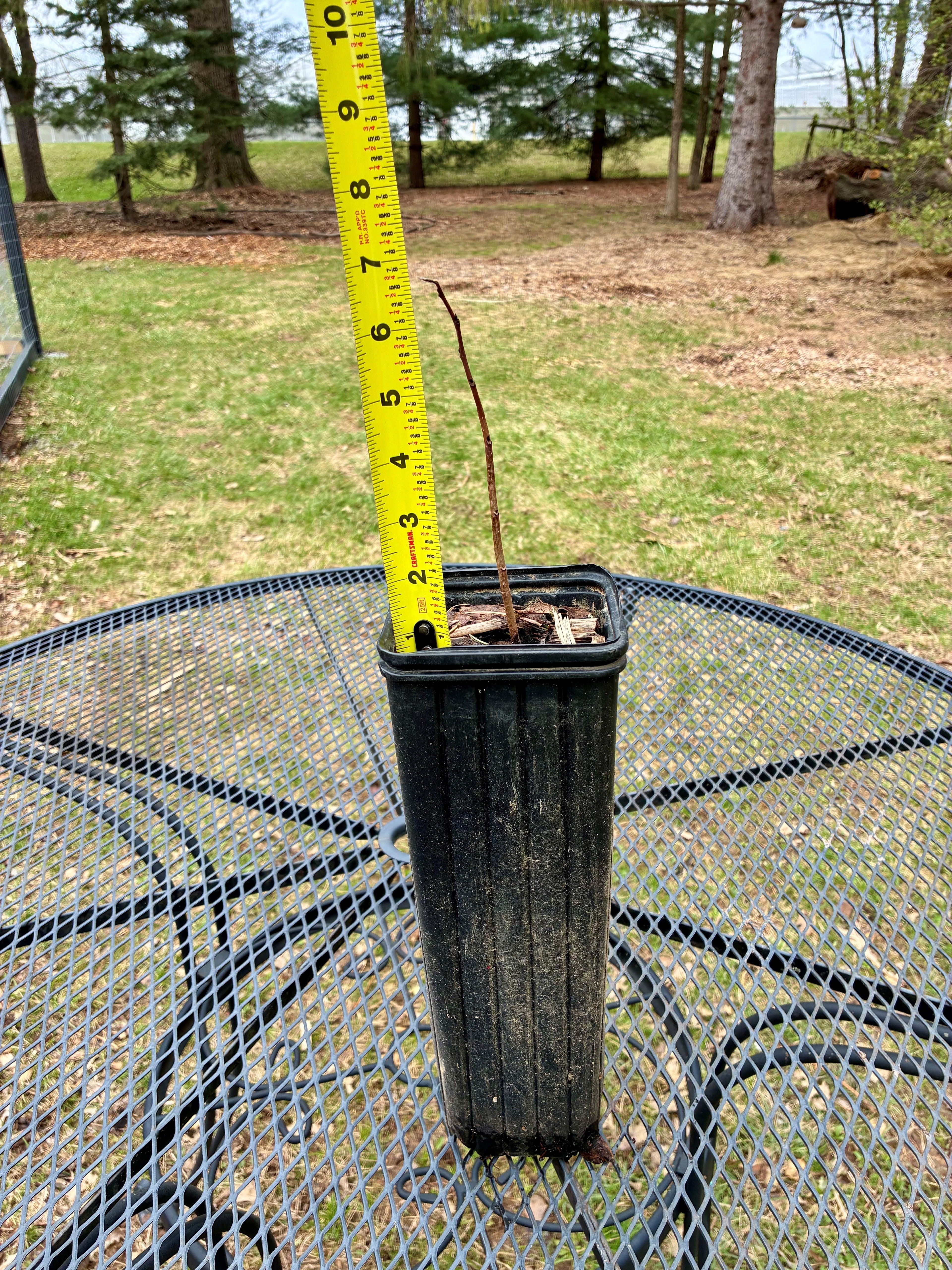 Pawpaw - 1yr Seedling