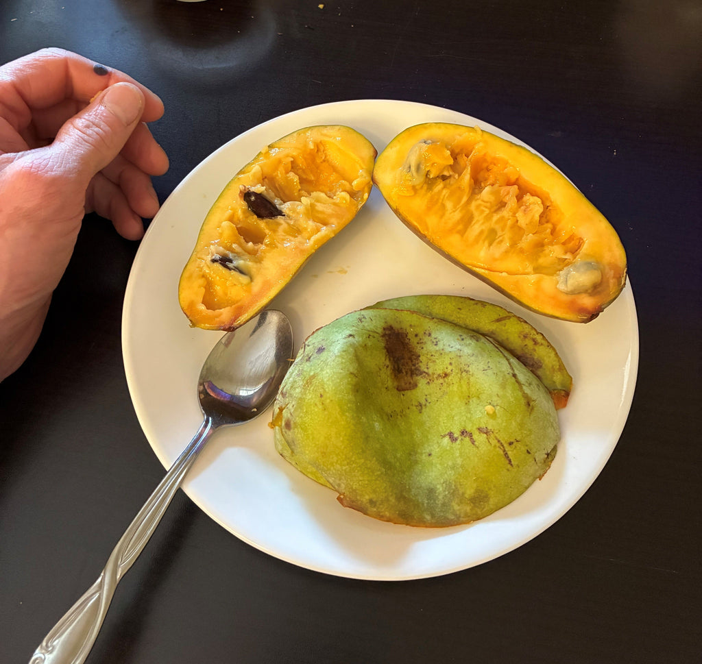 Pawpaw - 1yr Seedling