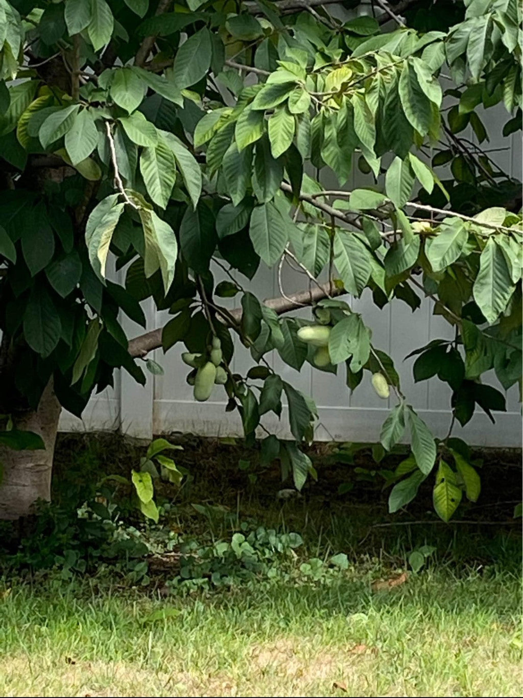 Pawpaw - 1yr Seedling