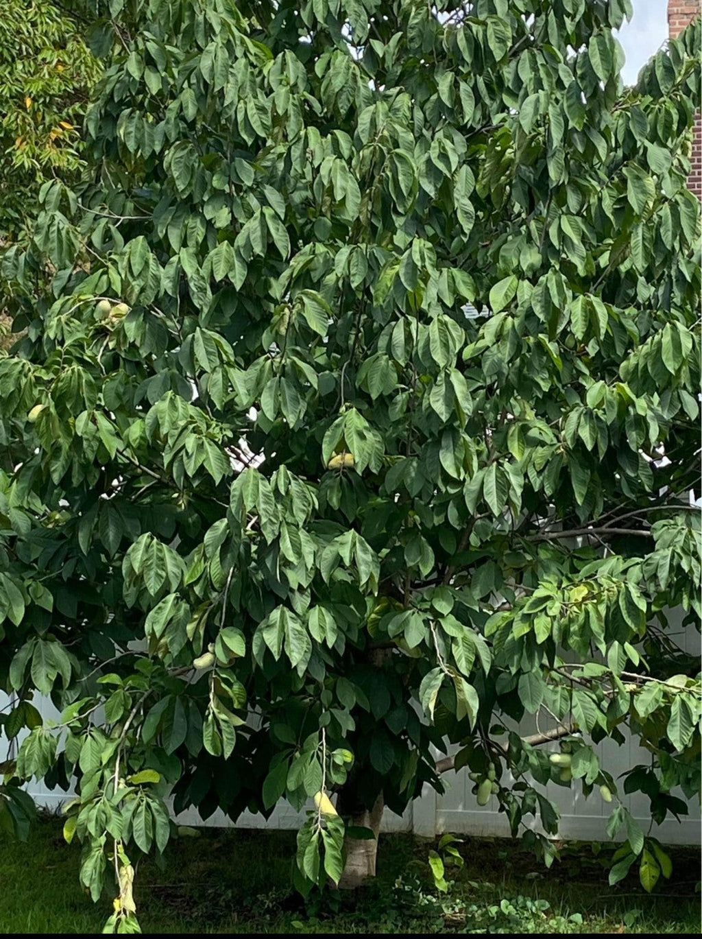 Pawpaw - 1yr Seedling